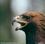 Eaglebird's Avatar